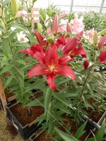 [5335 Christopher VH No02.JPG]